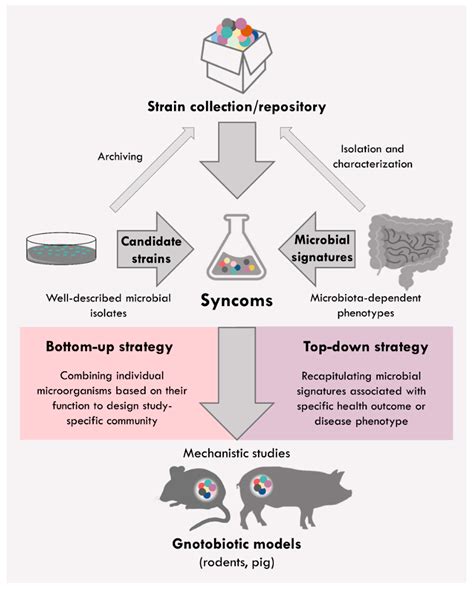 Synthetic Microbiomes on the Rise—Application in Deciphering the Role ...