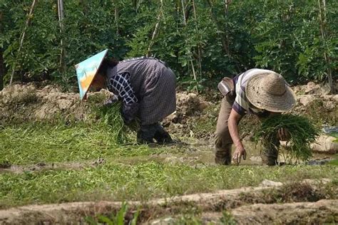 种空心菜用什么肥好？_农化服务_红色劲典缓控释肥料网