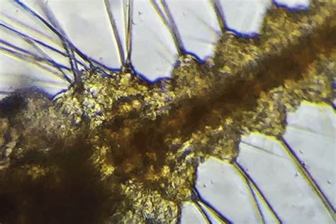 Image result for Portable Electron Microscope