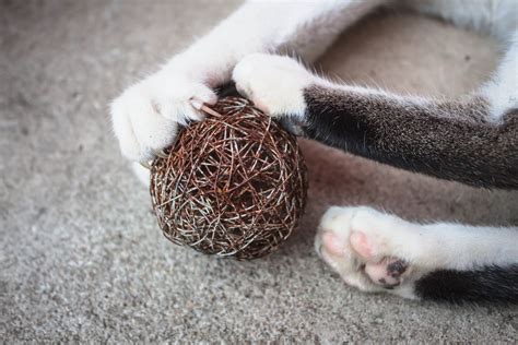 Alternatives to Declawing Cats | Westland Vet Hospital