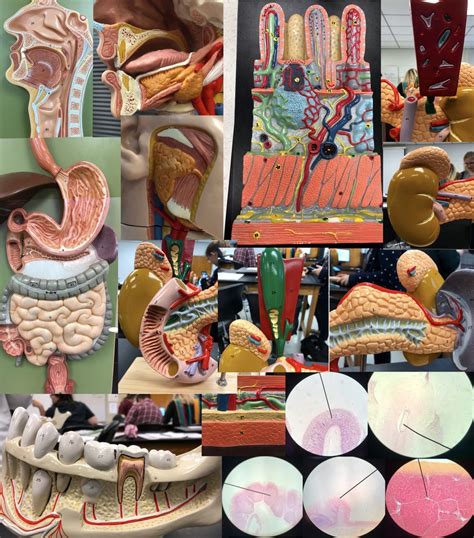 Digestive System Models On Paper Tutorial 的图像结果