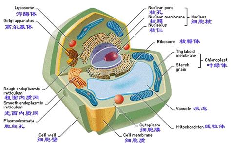 细胞结构