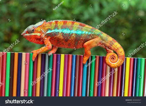 Chameleons Camouflage