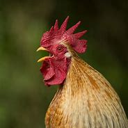 Image result for cock