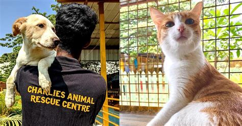 Animal NGOs in Bangalore Operating during Lockdown - Top Animal NGOs ...