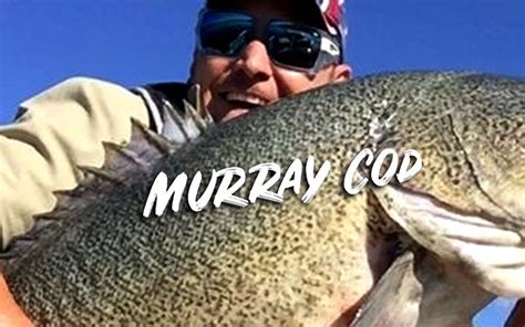 Image result for Catching Murray Cod On Lures Land-Based