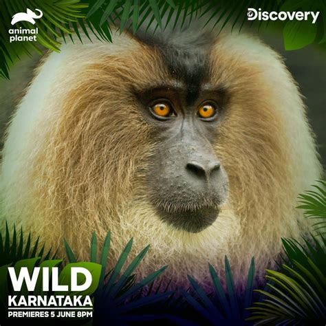 Download Discover amazing animals with Animal Planet! | Wallpapers.com