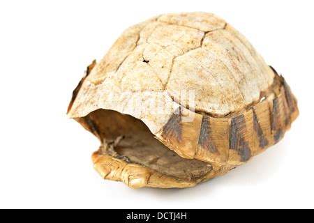 Image result for Empty Tortoise Shell