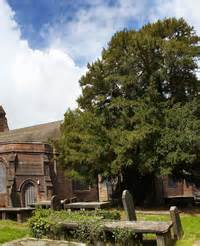 Great Trees of Wirral - About the Project