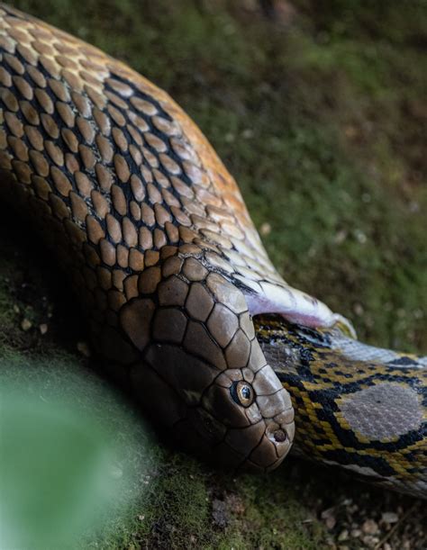Python Kills Cobra 的图像结果