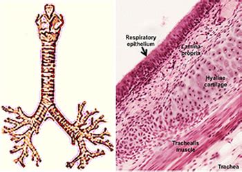 Image result for Visual Growing Patterns