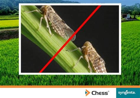 How to Control Brown Planthopper | Syngenta