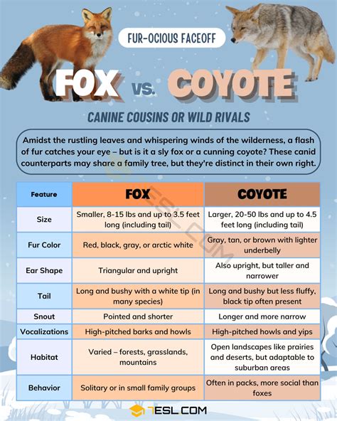 Fox vs. Coyote: What's the Difference? • 7ESL