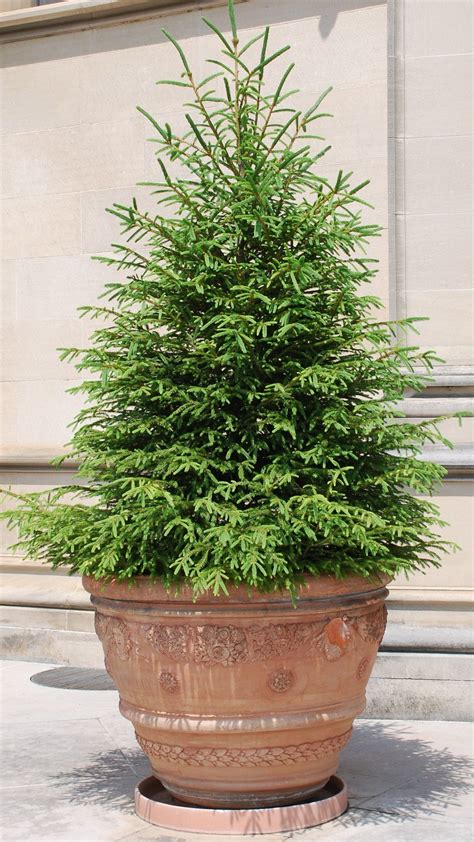 Potted Evergreens I | Evergreen planters, Evergreen plants, Garden ...