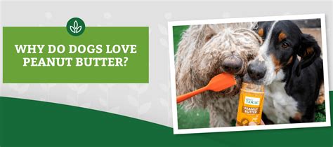 The Secret Behind Why Dogs Love Peanut Butter | Nature's Logic