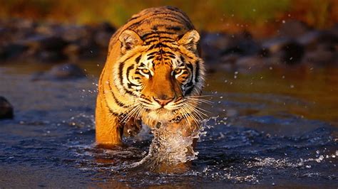Image result for Pygame Python Image