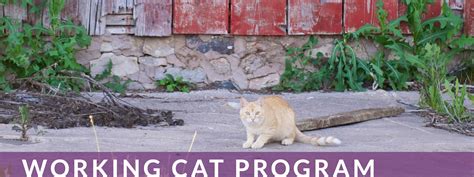 Image result for Working Cat Program