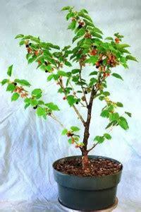MAA MulBerry, Mulberries, Shahtoot Seed Price in India - Buy MAA ...