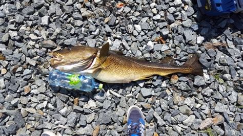 Image result for Atlantic Cod Fishing