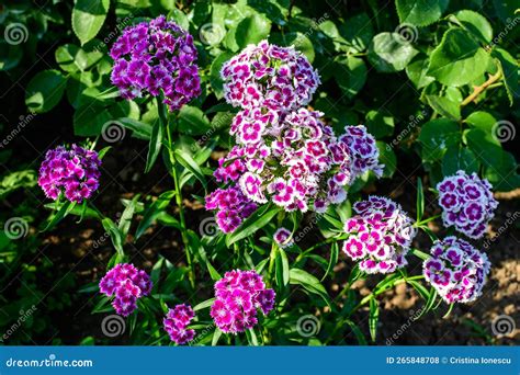Many Small Vivid Pink Flowers of Dianthus Barbatus or the Sweet William ...