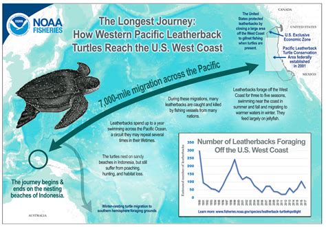 Where Do Sea Turtles Live On A Map at Norma Cuellar blog