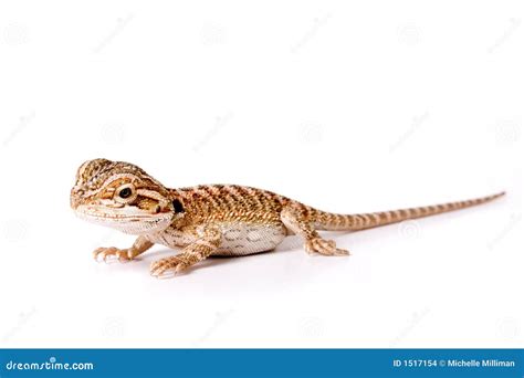 Bearded Dragon Baby
