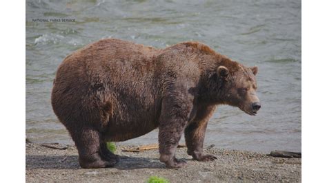 Chunk, a 1,200-pound bear with a broken jaw, wins Alaska’s popular Fat ...