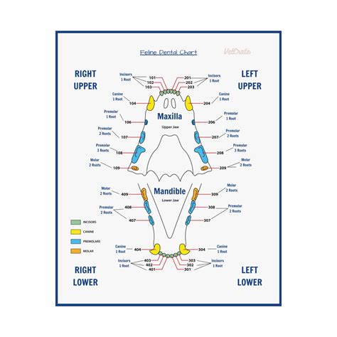 Veterinary Feline Dental Chart Poster - Numbered Teeth & Roots - Etsy