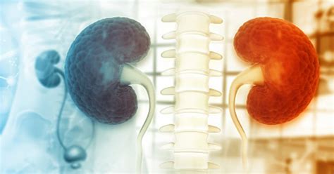 New Method For Preserving Donated Kidneys Will Prevent Organ Waste