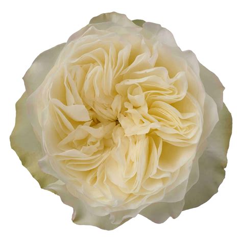 Aurora Gardens - STAROSES