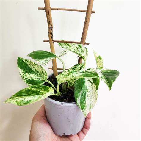 Epipremnum aureum Marble Queen / Devil's Ivy / Pothos - 105mm – Cheeky ...