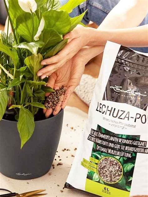 Best Online Plant Shop in Dubai | Plant Shop UAE | Plant Shop Abudhabi