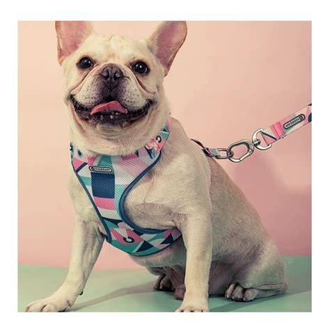 ハーネス | ペット用品 ココアンドルカ BASE店
