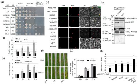 WRKY36–PIL15 Transcription Factor Complex Negatively Regulates Sheath ...
