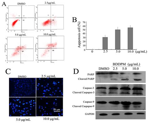 Marine Bromophenol Bis (2,3-Dibromo-4,5-dihydroxy-phenyl)-methane ...