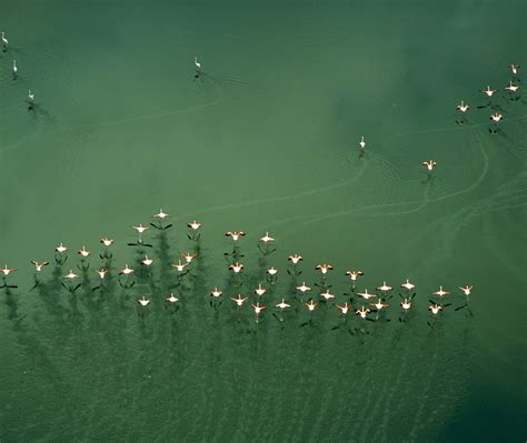 Bing Flamingo Wallpaper 的图像结果