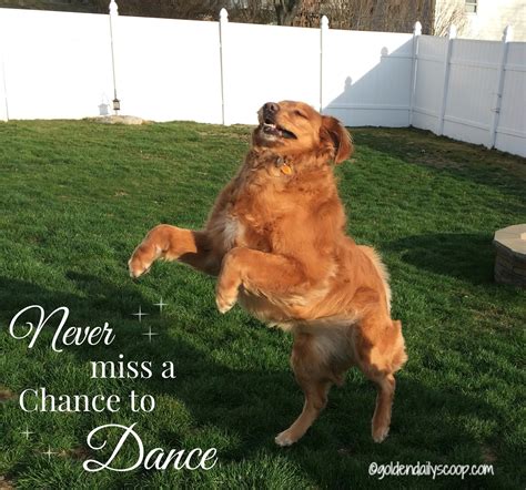 Our Dancing Golden Retriever #wordlesswednesday goldendailyscoop.com