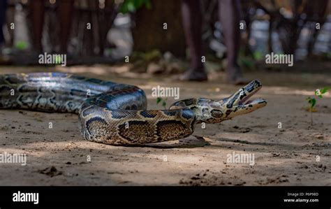 Image result for African Royal Python
