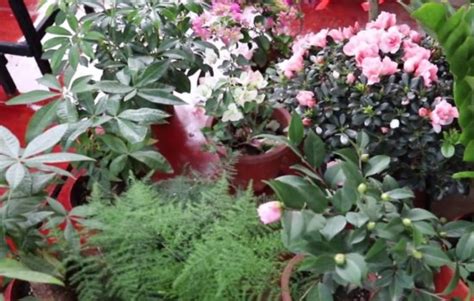 适合室外养的50种花,适合室外养的50种植物,适合养在室外的花_大山谷图库