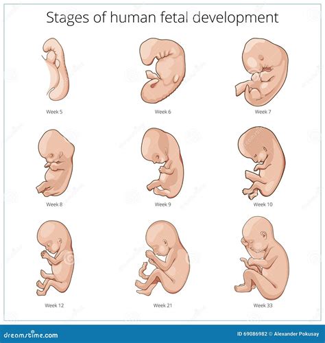 Fetal Development Week By Week