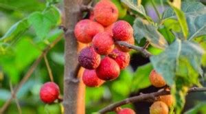 Green Era Gular/Cluster Fig Plant Price in India - Buy Green Era Gular ...