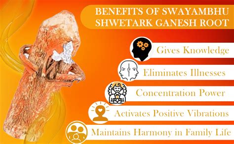 Buy Devama The Divine™ Elegant shwetark ganpati/Ganesh Root/श्वेतार्क ...