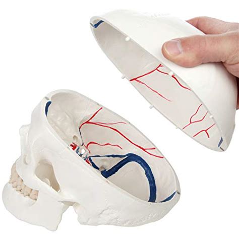 Buy Axis Scientific 3-Part Human Skull Model with Blood Vessels | Life ...