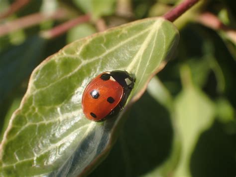 Where to Spot Ladybirds - Natural History Society of Northumbria
