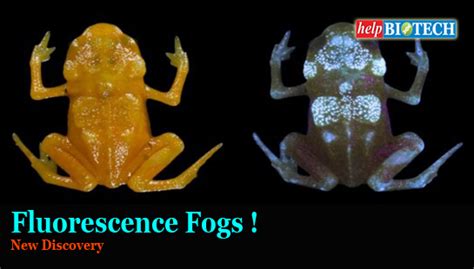 Fluorescence Frogs | New Discovery