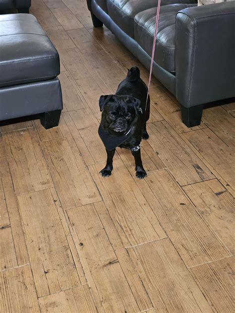 Mila wanted to go for a walk and tried putting on the harness from the ...