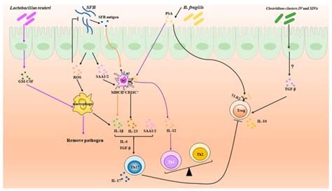The Th17/Treg Cell Balance: A Gut Microbiota-Modulated Story