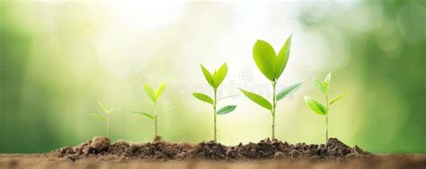 Image result for Growth Tree Object Lesson CEF