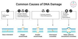 Image result for DNA Problem