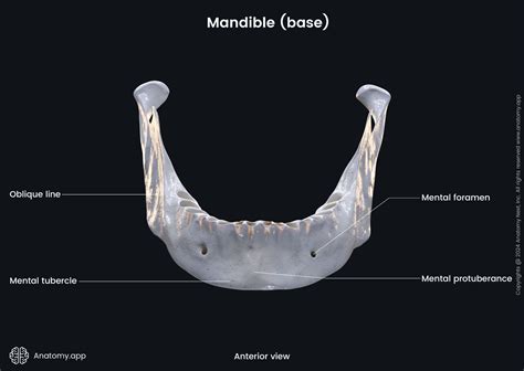Angle Of Mandible
